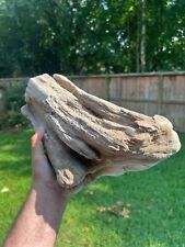 Texas Petrified Live Oak Wood Large Rotted Log 18