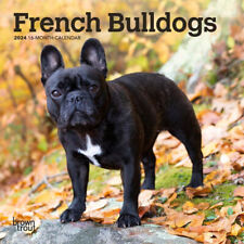 Browntrout French Bulldogs 2024 7 x 7 Mini Calendar w picture