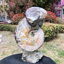 7.78LB TOP Natural Beautiful ammonite fossil conch Crystal specimen heals 828 picture