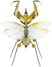 Insect - MANTODEA Idolomantis diabolica - Tanzania - Monster 100~110mm .... picture