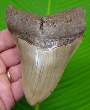 MEGALODON SHARK TOOTH  - 4 & 1/2 -  SHARKS TEETH - REAL FOSSIL MEGLADONE picture