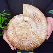 5.79LB Natural Ammonite Disc Fossil Conch Specimen Healing Decor picture