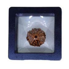 8 Mukhi Rudraksha Original Certified Eight Face Pure Color & Quality AAA 8 picture