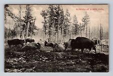 Banff-Alberta, Buffalo in the Park, Antique Souvenir Vintage Postcard picture