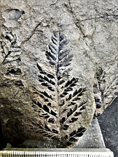 Mariopteris muricata – Carboniferous fossil fern picture