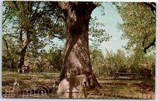 Postcard - Historic Council Oak, Dardanelle, Arkansas picture