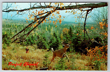 c1960s Miane Vacationland Buck Jumping Vintage Postcard picture