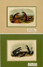 Pair of Audubon Prints - Miscellaneous picture