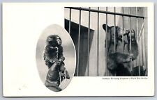 Buffalo NY~Morning Express~Park Zoo Series~Monkey~Bear~c1905 Postcard picture