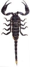 Heterometrus spinifer ONE ASIAN GIANT FOREST SCORPION SCORPION UNMOUNTED picture
