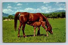 Vtg. 5.5 x 3.5 in. postcard Horse and Colt unposted picture