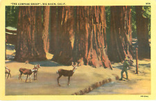 The Compass Group Big Basin California Vintage 50's Posted Linen Postcard picture