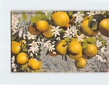 Postcard Grapefruit and Blossoms in Florida picture