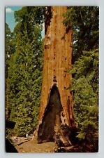 Postcard Giant Sequoia Our Nation's Christmas Tree The General Grant California picture