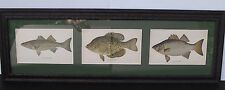 ONE OF A KIND ART 3 Antique Color Lithographs of BASS From 1897 in Vintage Frame picture