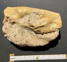 11 cm Oreodont skull fossil - White River fm - Oligocene mammal picture