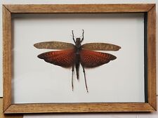 Real framed giant brown grasshopper Tropidacris Dux picture