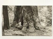 Giant Redwood 53 FT Around, Muir Woods National Park California Postcard A-1 picture