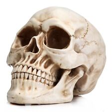 Life Size Human Skull Model 1:1 Replica Realistic Adult Skull Head Bone Model picture