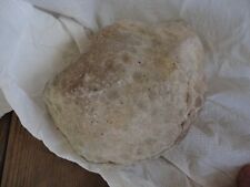2.7 lbs. Coral Head Petoskey Stone Michigan Great Lakes   Raw Unpolished picture