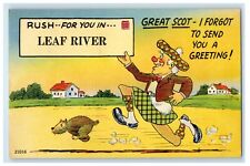 1949 Scottish Kilt Chasing Beaver Leaf River Illinois IL Comic Humor Postcard picture