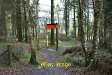 Photo 12x8 Mountain Bike Trails, Kirroughtree Stronord  c2020 picture