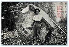 c1910's A Log 5260 Ft. Board Measure Florenee Oregon OR Antique Postcard picture