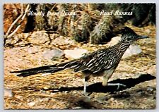 Postcard Howdy From Texas Road Runner  picture