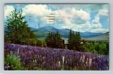 Jefferson NH-New Hampshire, Lupine Blossoms, White Mt., c1955Postcard picture