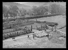 Shipping Lambs to Denver,Cimarron,Colorado,CO,Montrose County,1940,FSA,5 picture