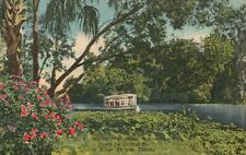 Vintage Postcard Water Hyacinths Down The Springs Run Silver Springs Florida FL picture