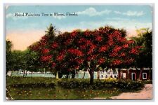 Royal Poinciana Tree In Bloom Florida 1915 DB Postcard Q22 picture