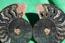 2562 RARE 1n100 BLACK Ammonite PAIR Deep Crystals 400gram LG 110myo 120mm 4.8