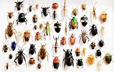 LOT OF 5 pieces mixed lot of assorted beetles bugs insects collection picture