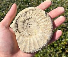 Large France Fossil Ammonite 3.95” Middle Jurassic Age French Fossils picture