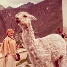 K6 Photograph 1964 Peru Llama Cute White Old Woman Hand From Out Of Frame Reach picture
