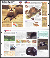 Fold-Out Sheet - Oriental Small-Clawed Otter - 288 picture