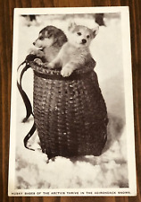 Husky Puppies Rppc Dogs in wicker basket in the snow Adirondack NY c.1930s picture