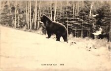 Maine Black Bear in Woods #2019 Divided Unposted Postcard c1915 picture