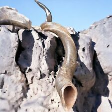 XXXL Kudu Yemenite Horn Shofar Chofar 52''  132Cm kosher Full Natural  Very Rare picture