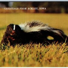 c1970s Ackley IA Greetings From Adorable Skunk Striped Mephitidae Animal PC A232 picture