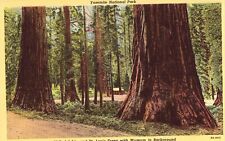 Linen Postcard - Philadelphia &St. Louis Trees -Yosemite National Park picture