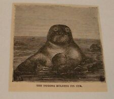 small 1883 magazine engraving ~ DUGONG HOLDING ITS CUB picture