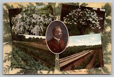 1910 Scenes In Hill's Nursery, Dundee, Illinois Advertising Postcard picture