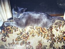 GG Photograph Cute Adorable Grey Gray Kitty Cat On Back Of Chair  picture