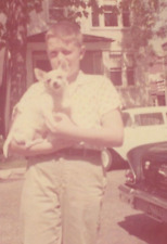 3F Photograph Boy Holding Beloved Pet Chihuahua Dog 1960's  picture