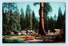 Sequoia National Park California Giant Forest Village Tourist Lodge Postcard C6 picture