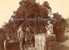1902 Two Men Picking Oranges Orange Grove Riverside California Photograph Ca picture