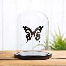 Taxidermy The Black and Yellow Swallowtail in Glass Dome (Papilio hesperus) picture