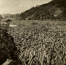 N A Forsyth Stereoview of a Huge Log Jam on River showing Many Thousands of Logs picture